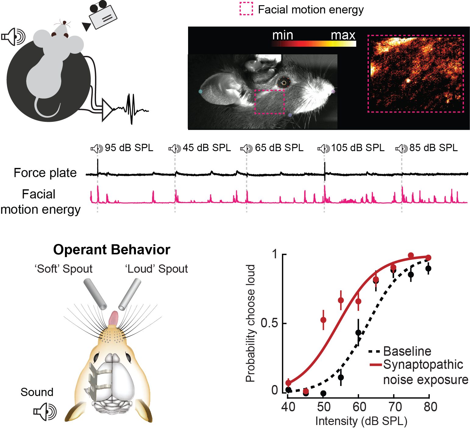 digital image of 3D temporal bone